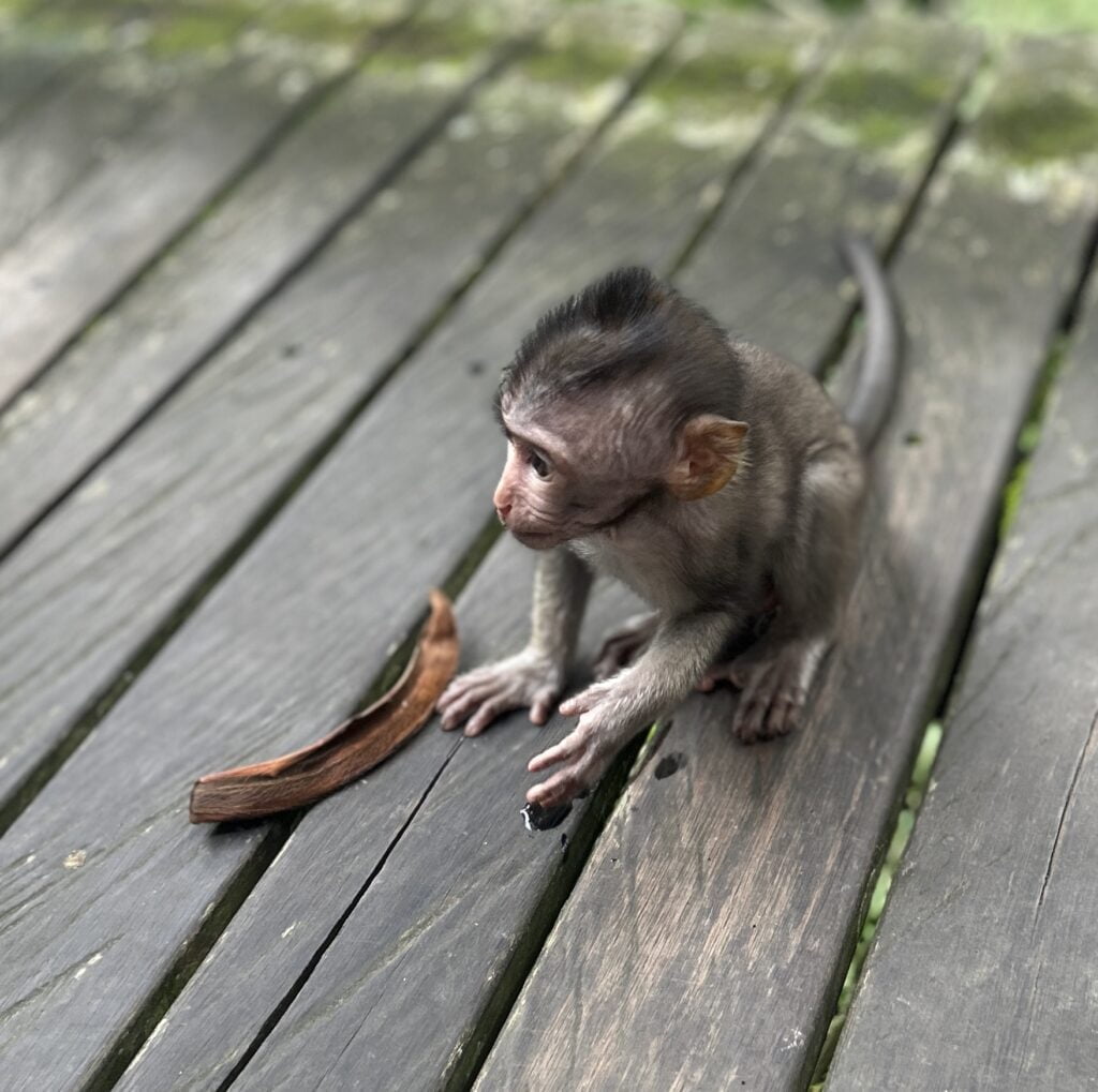 Monkey Forest Ubud - las małp 1 mała małpka zdjęcie zrobione w lesie małp w Ubud Monkey Forest