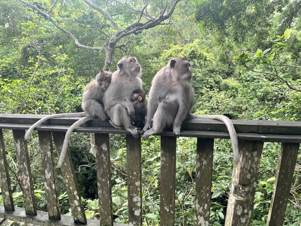 Monkey Forest Ubud - las małp 8 rodzina małp siedząca na barierce w bżungli