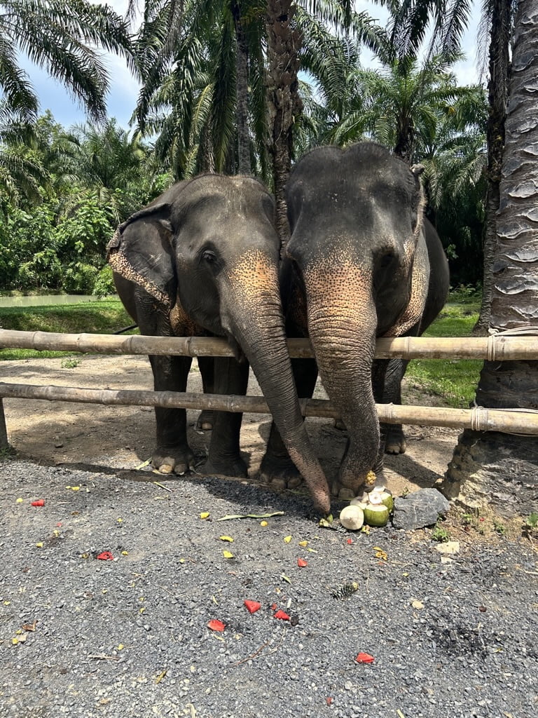 2 słonie w parku słoni Ao Nang Krabi Tajlandia