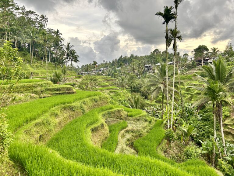 Tegalalang rice Tarrace - zjawiskowe tarasy ryżowe na Bali