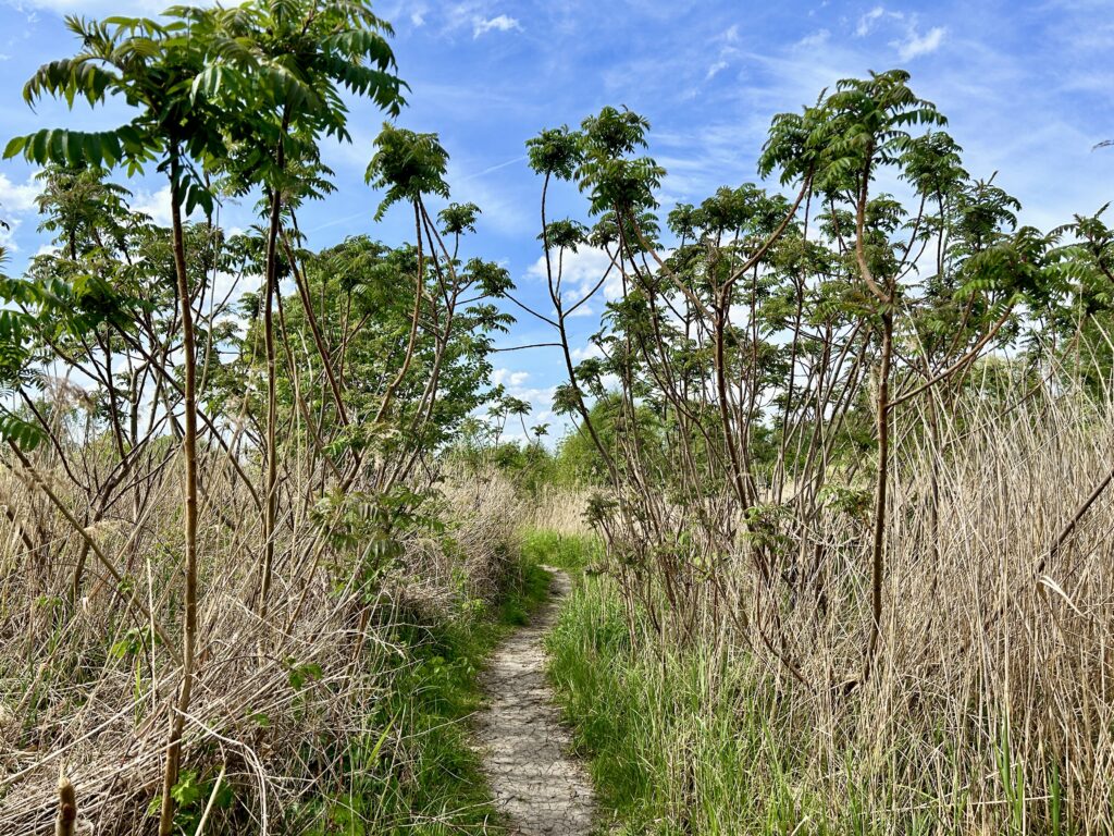 dzika przyroda i szlaki w Szachtach okolice Poznania