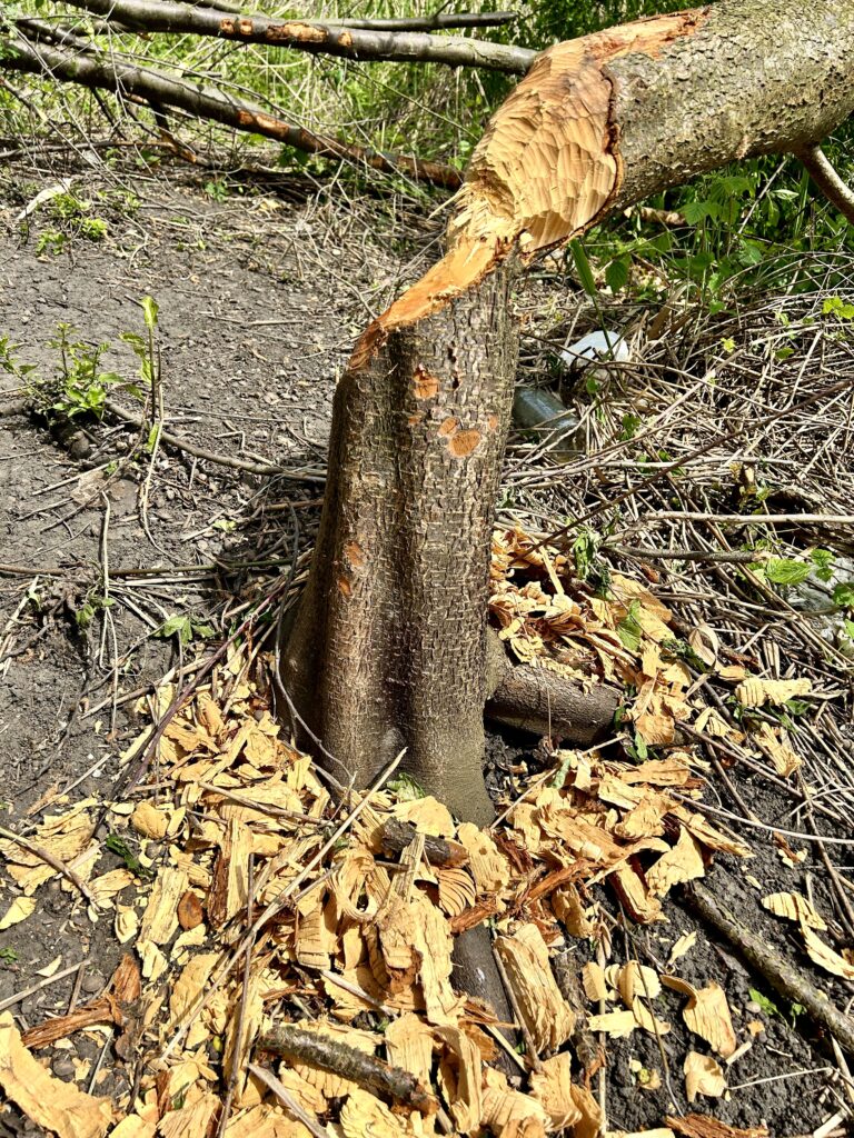 ślady bobrów w parku szachty Poznań