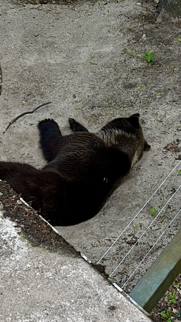niedźwiedź - nowe zoo w Poznaniu