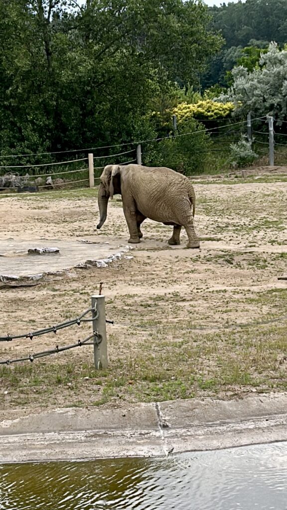 słoń na wybiegu w Nowym ZOO w Poznaniu