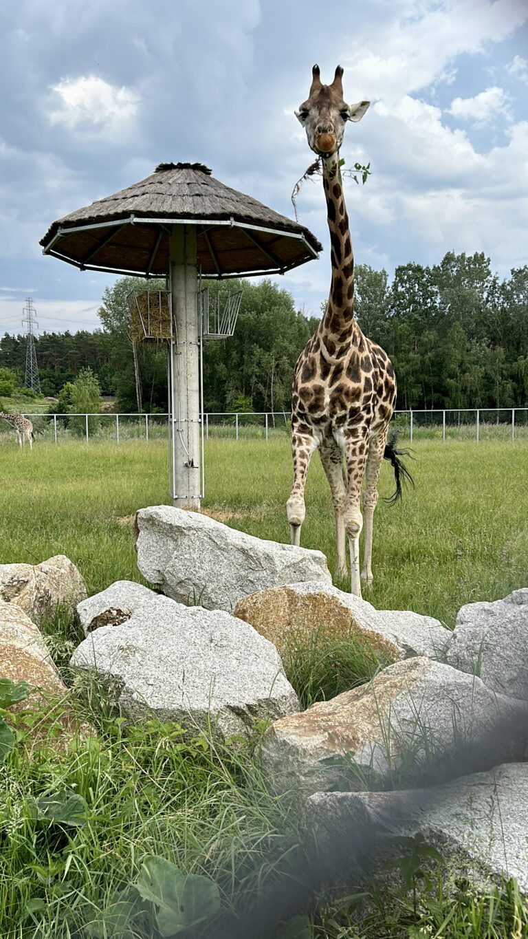 żyrafa na wybiegu - nowe ZOO w Poznaniu