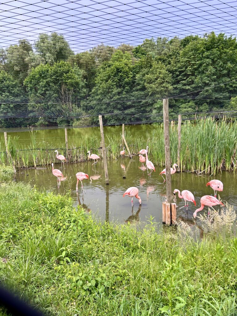 różowe flamingi w nowym Zoo w POznaniu