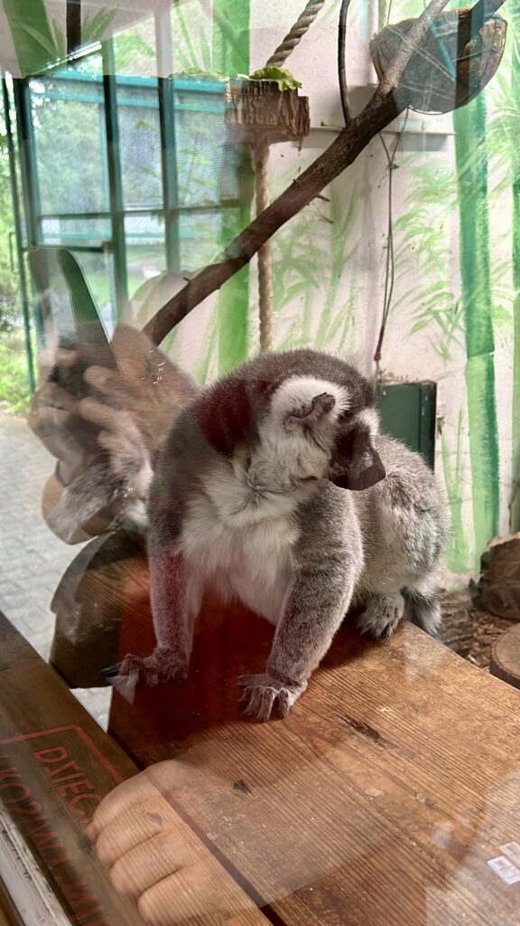małpa za szybą w Poznańskim ZOO