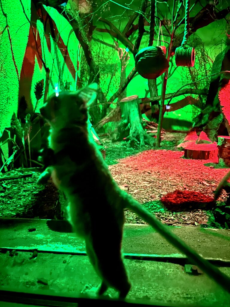 pawilon zwierząt nocnych w nowym zoo w Poznaniu