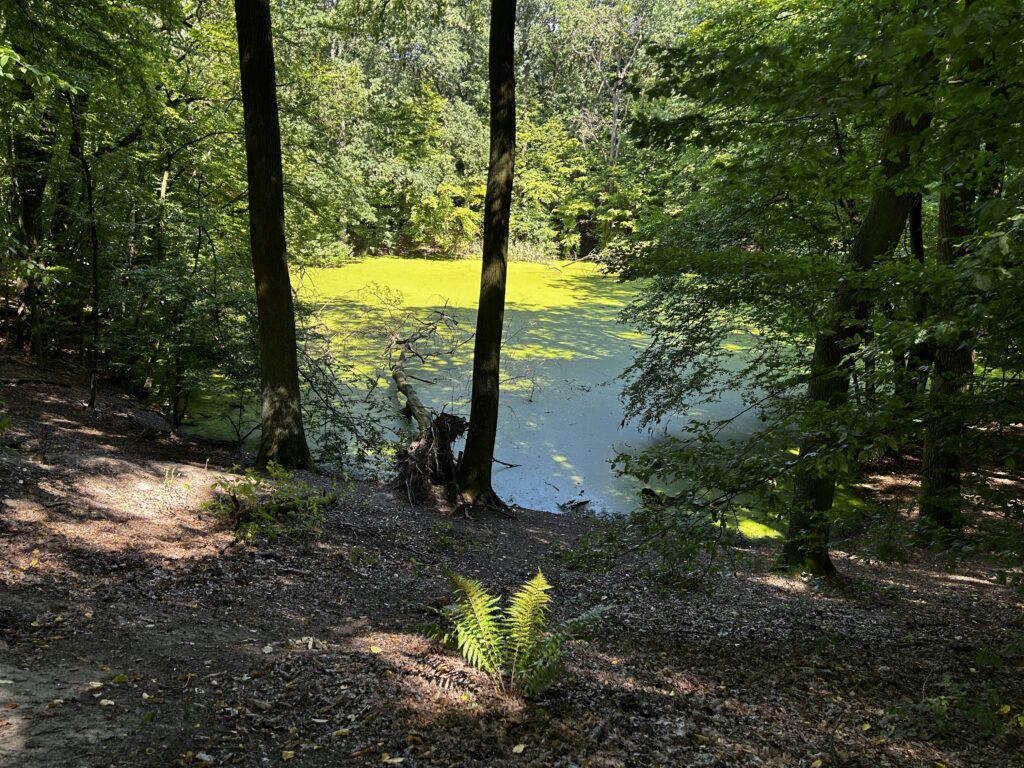 Krater po uderzeniu meteorytu park meteor morasko Poznań
