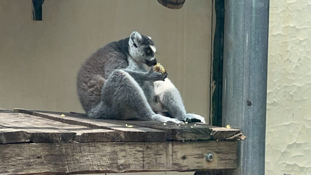 Atrakcje Hanoi – szczery przewodnik po mieście kontrastów 12 małpa w zoo w hanoi