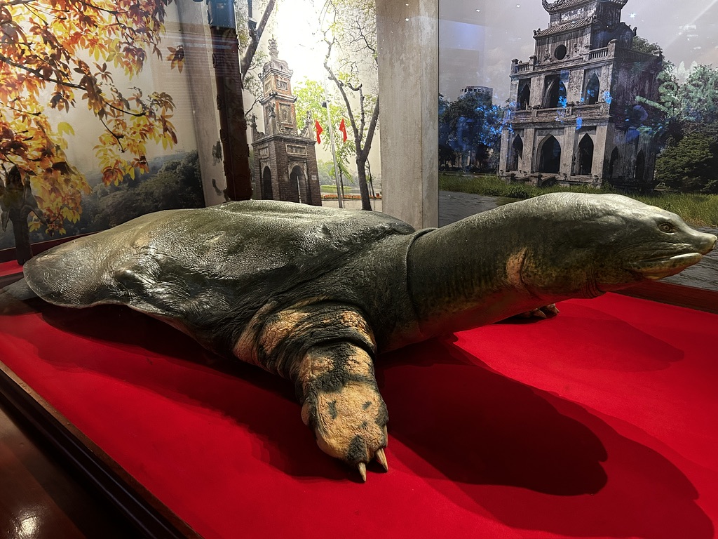 Atrakcje Hanoi – szczery przewodnik po mieście kontrastów 4 legendarny zolw w hanoi