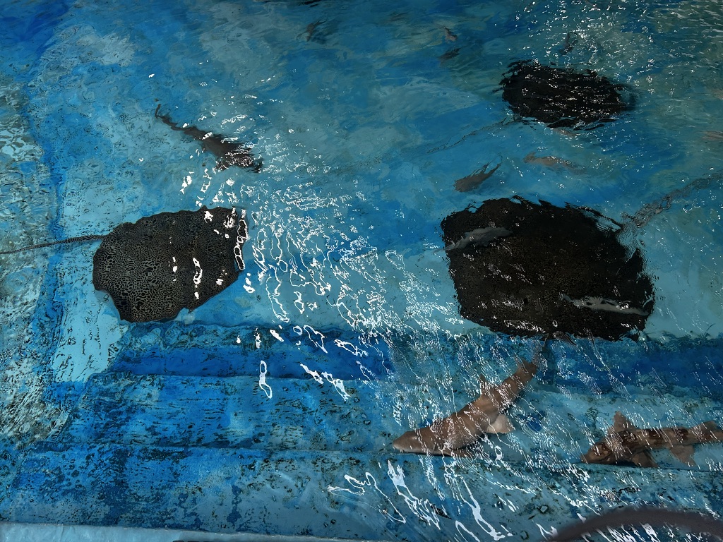 Basen w którym można karmić płaszczki i rekiny park – oceanarium atrakcja Manili 